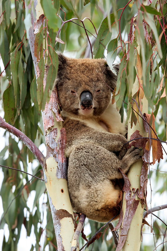 Koala, You Yang Ranges, Australia by Bret Charman