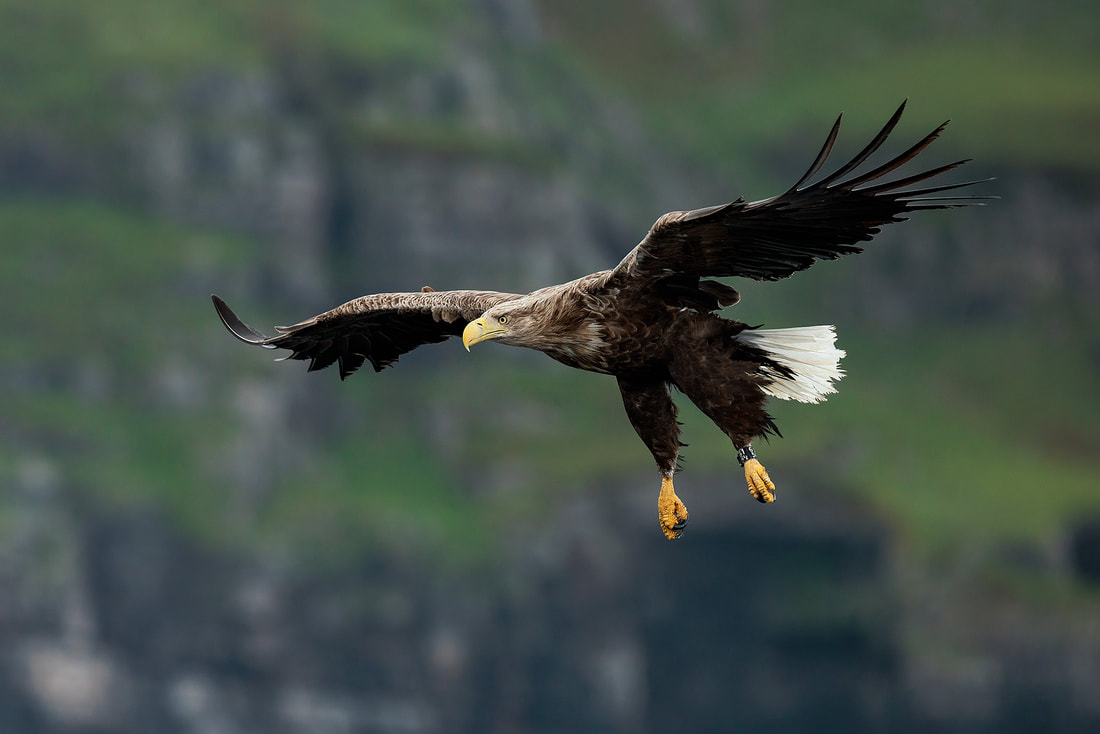 White-tailed eagle by Bret Charman
