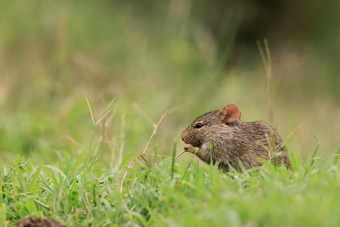 Grass mouse, Ndutu, Tanzania by Bret Charman
