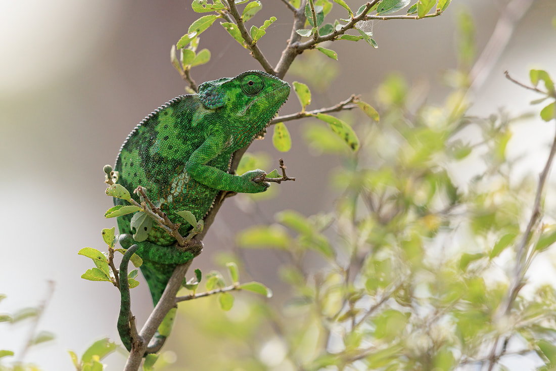 Flap-necked chameleon, Ndutu, Tanzania by Bret Charman