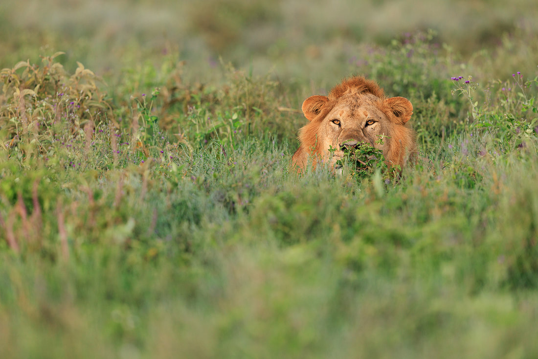Male lion resting, Ndutu, Tanzania by Bret Charman