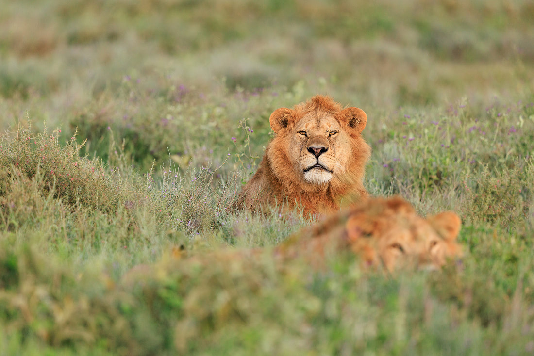 Male lions,  Ndutu, Tanzania by Bret Charman