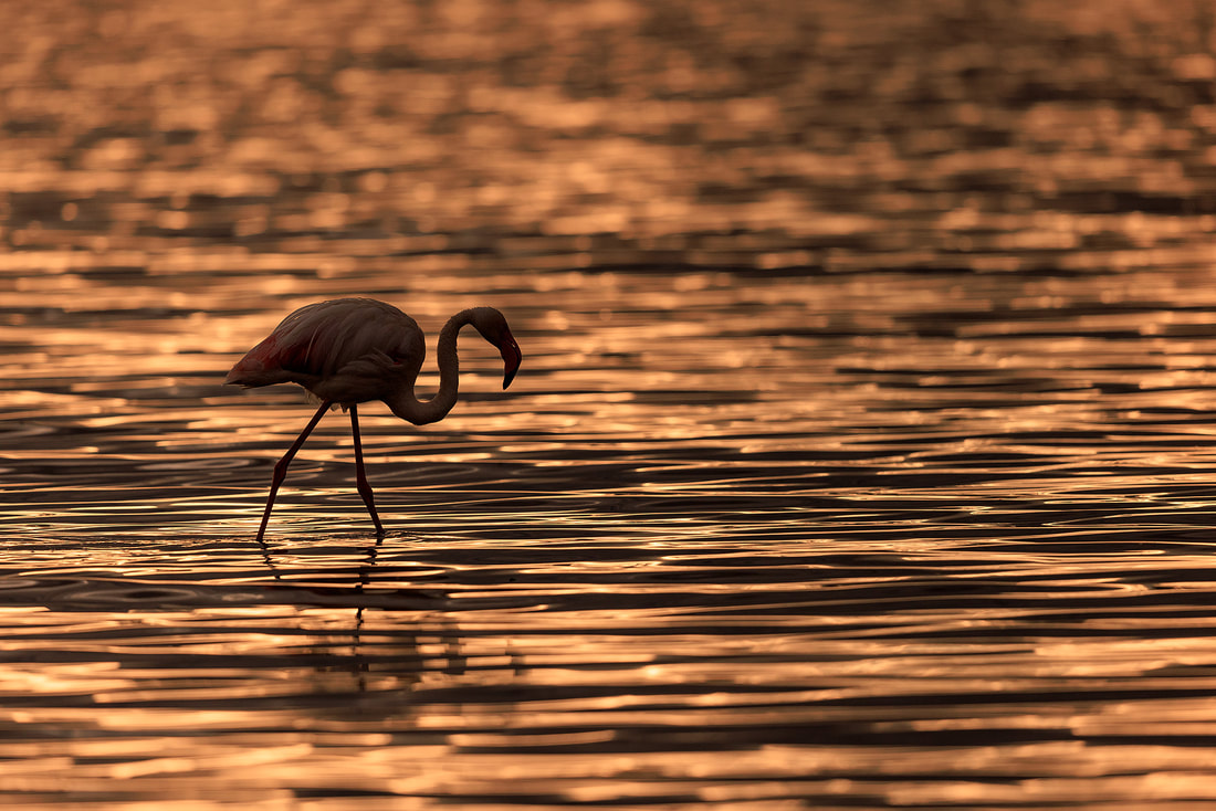 Greater flamingo, Ndutu, Tanzania by Bret Charman