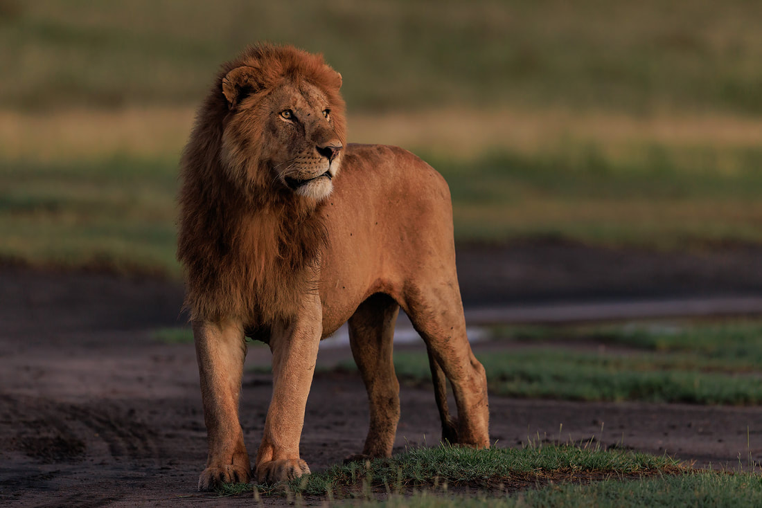 Lion at sunrise,  Ndutu, Tanzania by Bret Charman