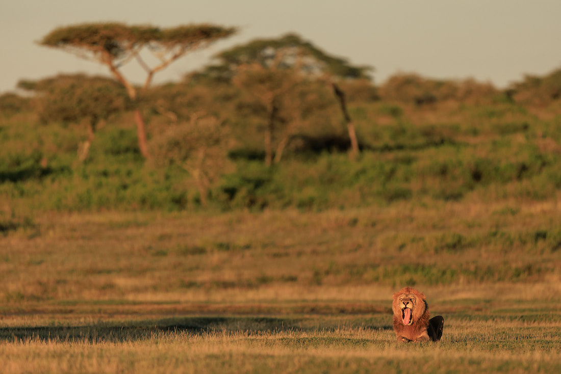 Male lion yawning in the morning sun, Ndutu, Tanzania by Bret Charman