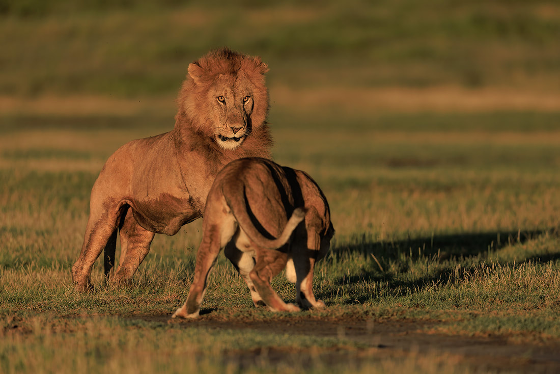 Male lion approaching a female, Ndutu, Tanzania by Bret Charman