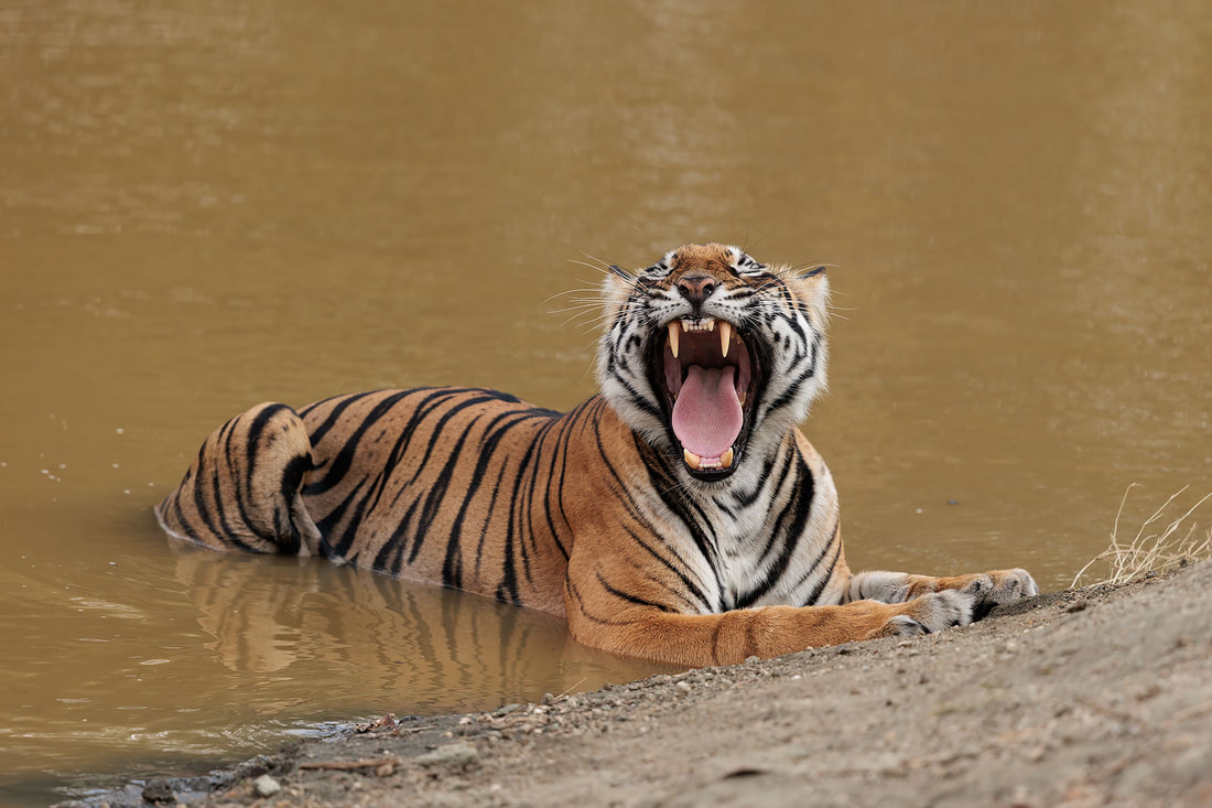 Tiger bathing and yawning, Nagarhole National Park, India by Bret Charman