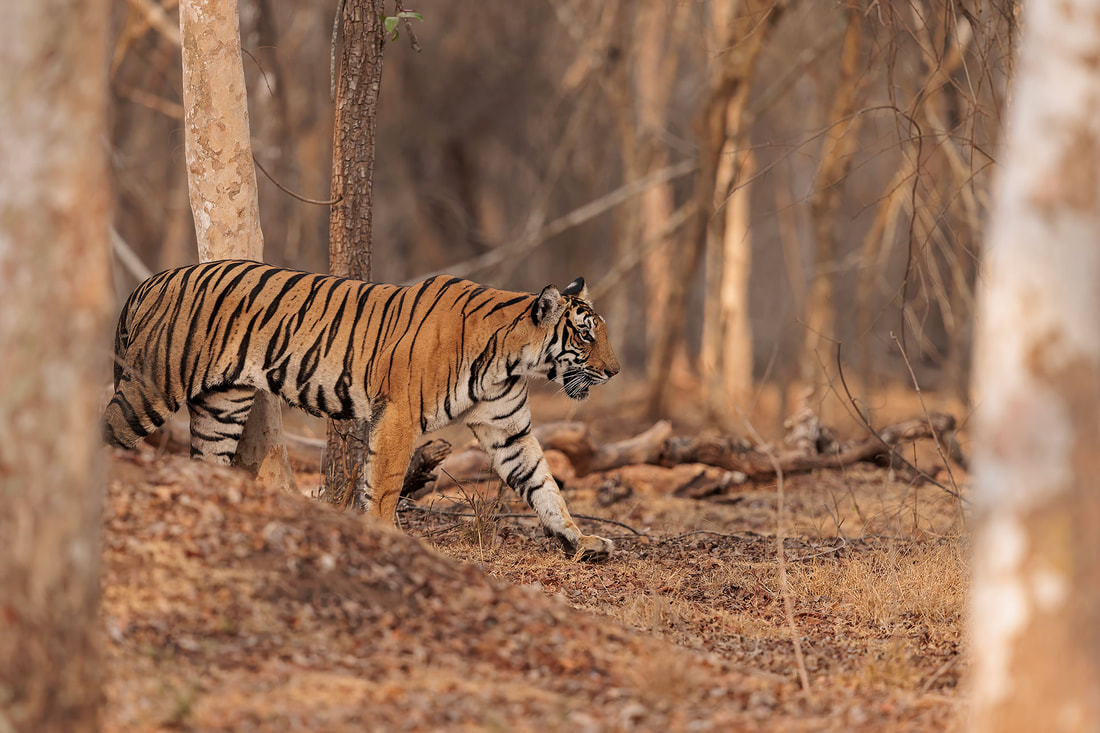 Tiger walking through forest, Nagarhole National Park, India by Bret Charman