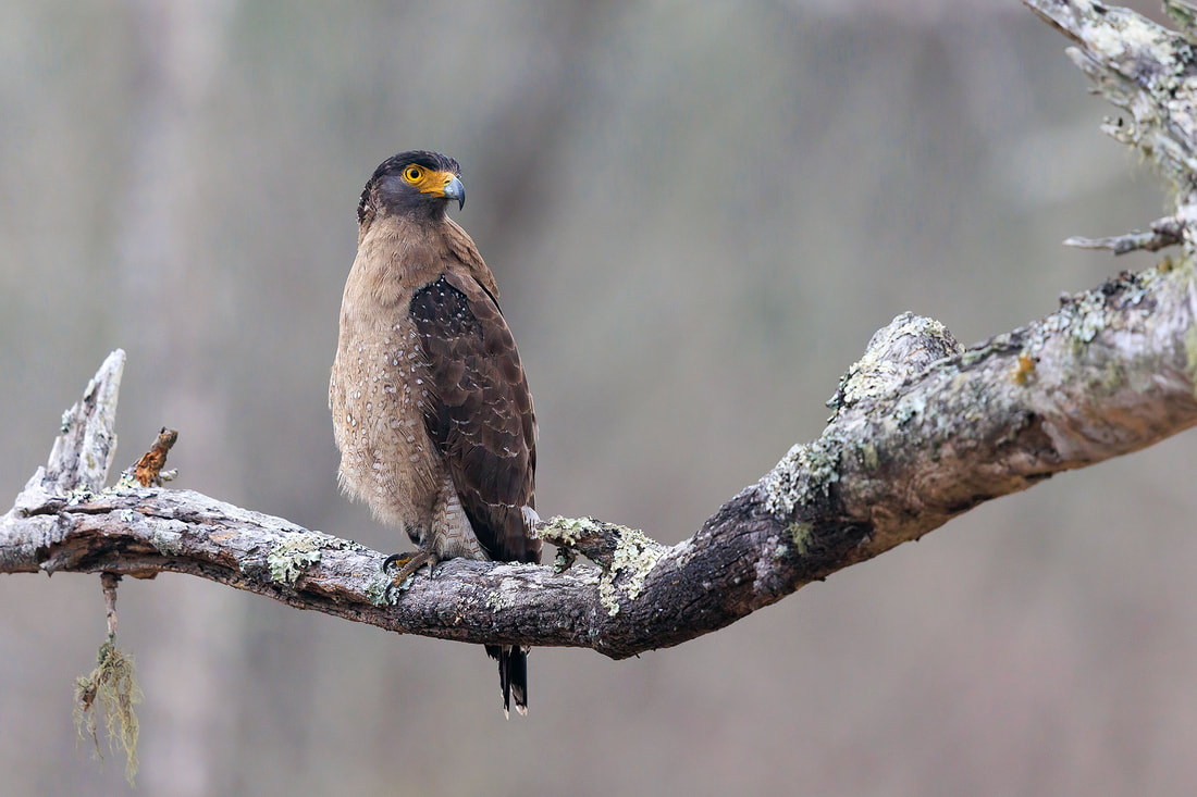 Crested serpent eagle on branch, Nagarhole National Park, India by Bret Charman