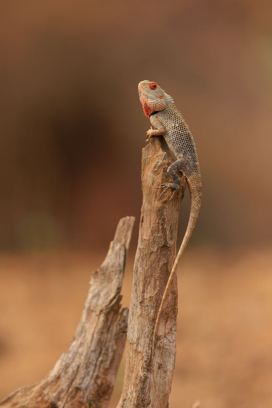 Garden lizard, Nagarhole National Park, India by Bret Charman