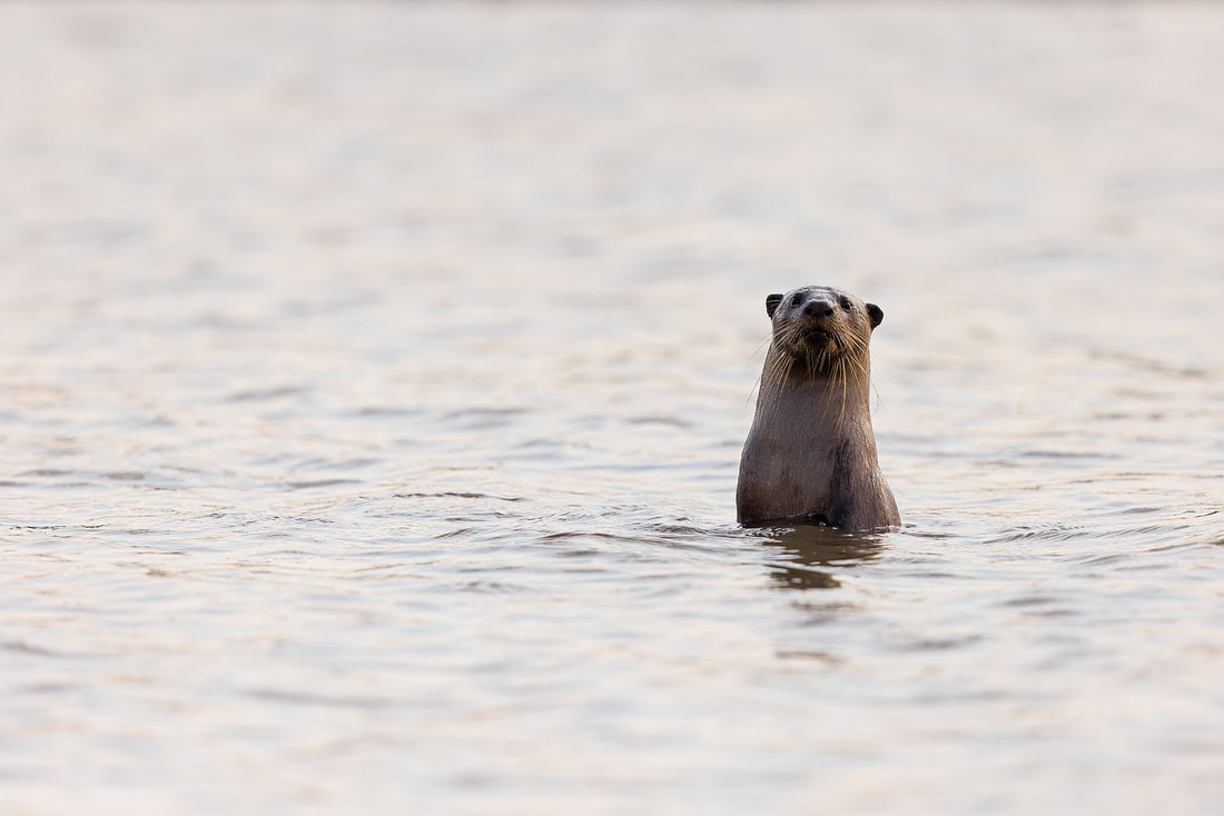 Smooth-coated otter, Nagarhole National Park, India by Bret Charman