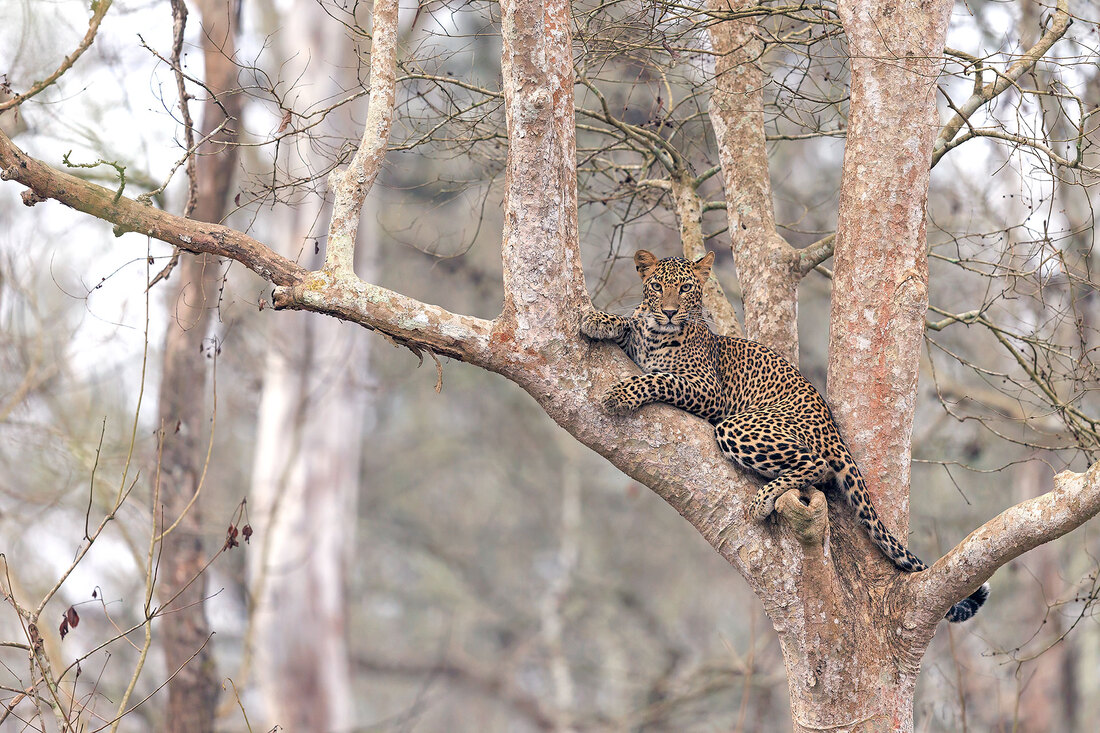 Leopard in tree, Nagarhole National Park, India by Bret Charman