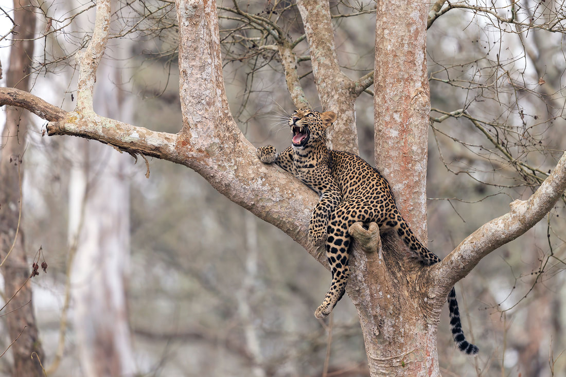 Leopard yawning in tree, Nagarhole National Park, India by Bret Charman