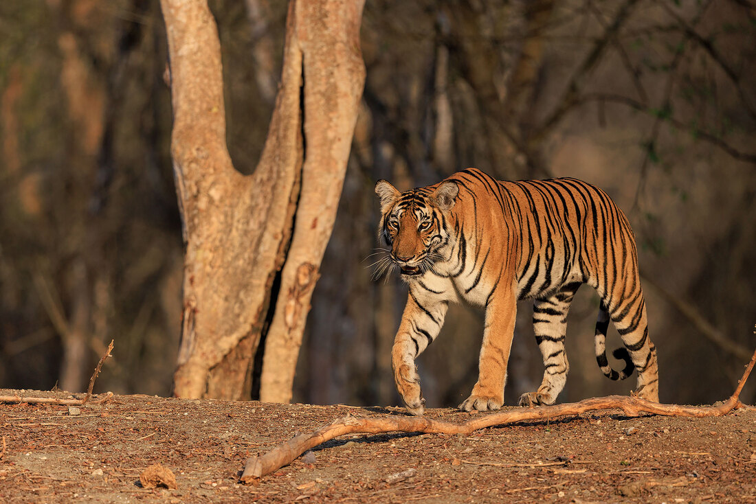 Tiger at sunset, Nagarhole National Park, India by Bret Charman