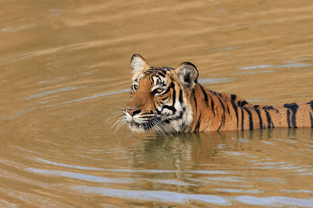 Tiger swimming, Nagarhole National Park, India by Bret Charman