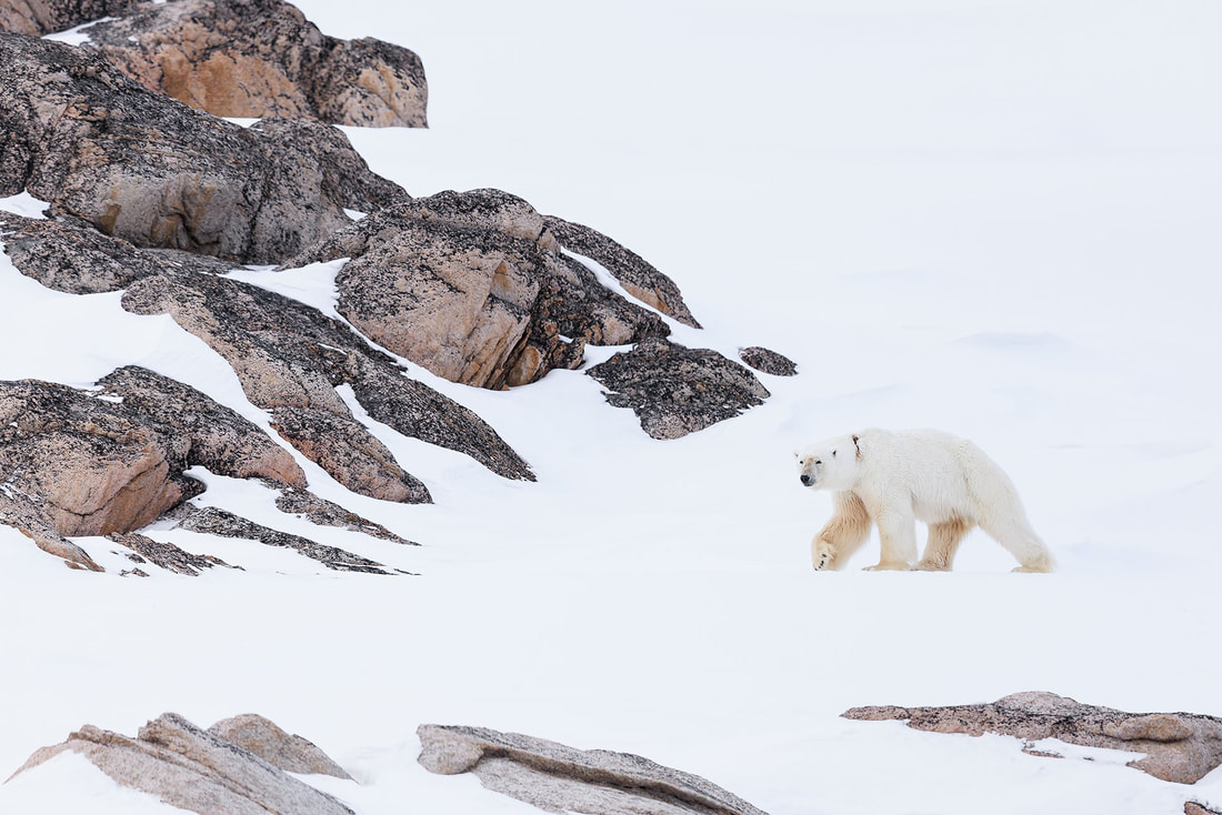 Male polar bear, Nordaustlandet, Svalbard by Bret Charman