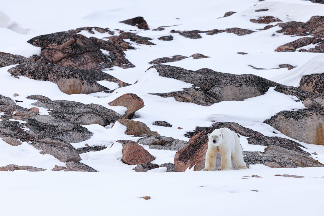 Polar bear, Nordaustlandet, Svalbard by Bret Charman