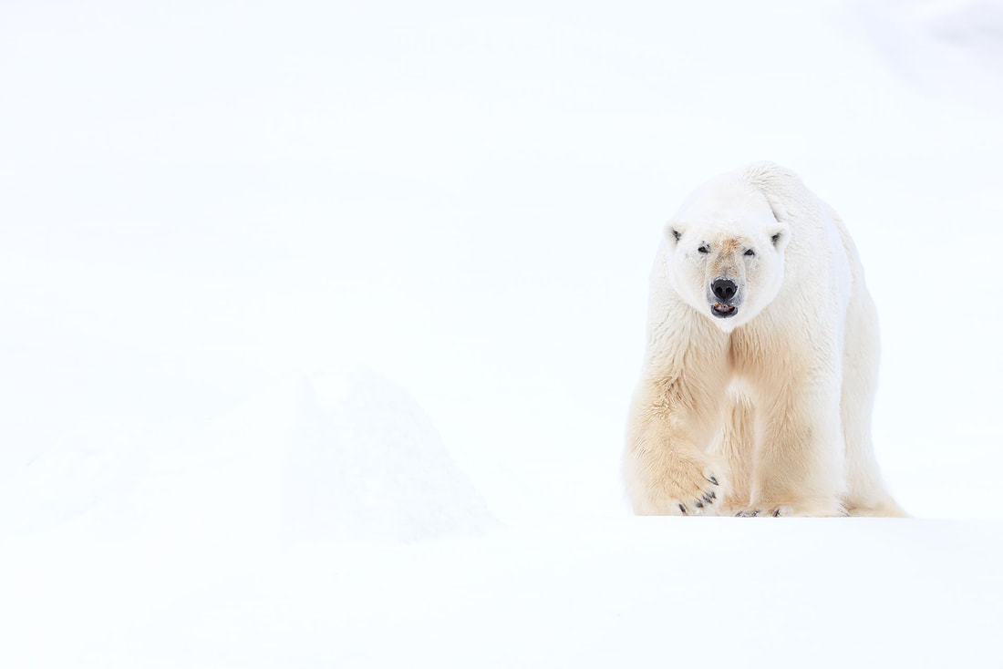 Polar bear walking on ice, Svalbard by Bret Charman
