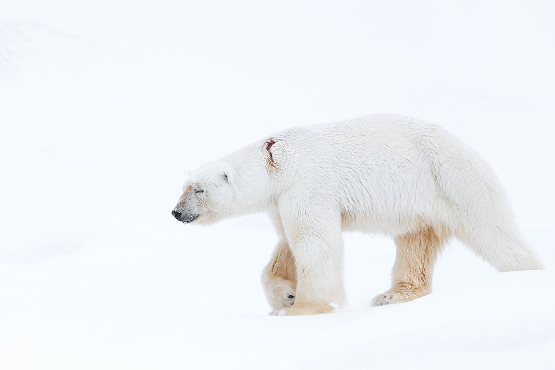 Male polar bear with wound, Svalbard by Bret Charman