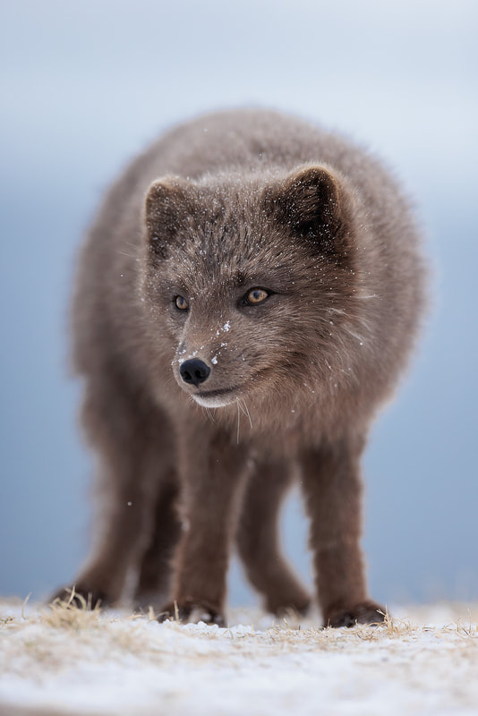 Blue morph Arctic fox, Hornstrandir Nature Reserve, Iceland by Bret Charman