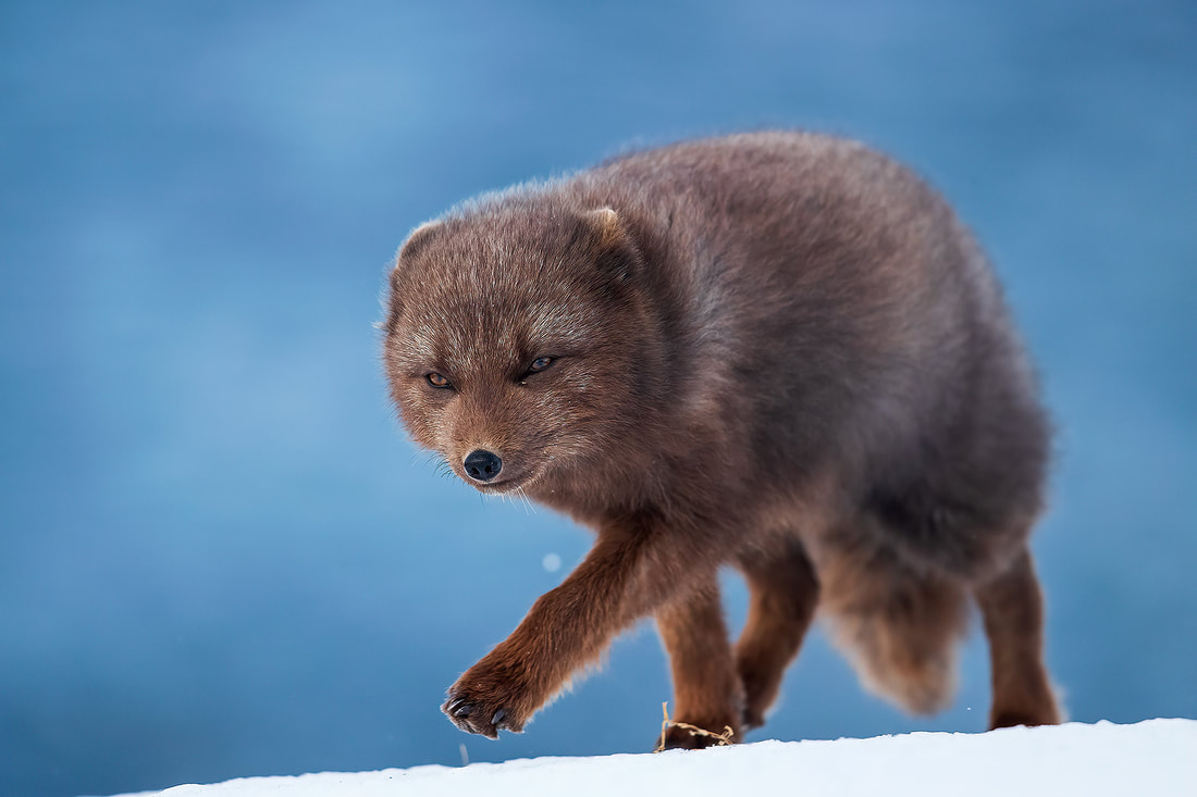 blue arctic fox