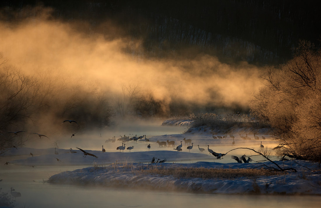 Red-crowned cranes at sunrise by Bret Charman