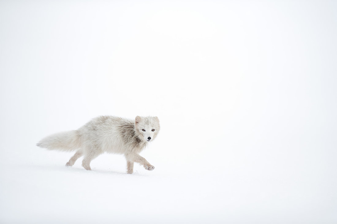 Moulting Arctic fox, Hornstrandir Nature Reserve, Iceland by Bret Charman
