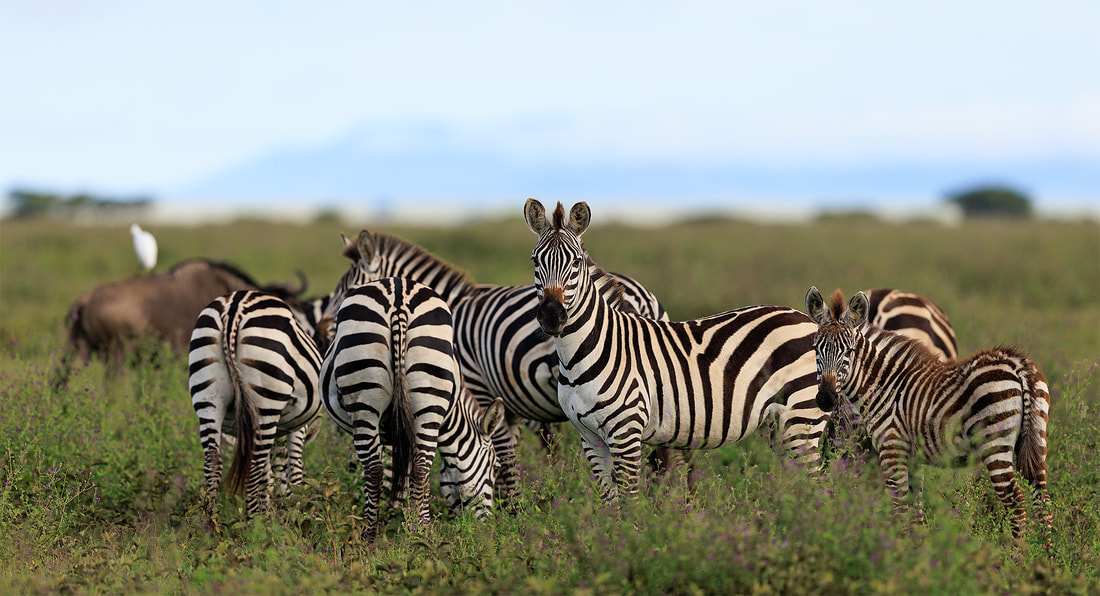 Zebra on the plains of Ndutu, Tanzania by Bret Charman